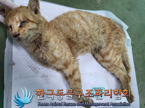 한국동물구조관리협회_411305202300390